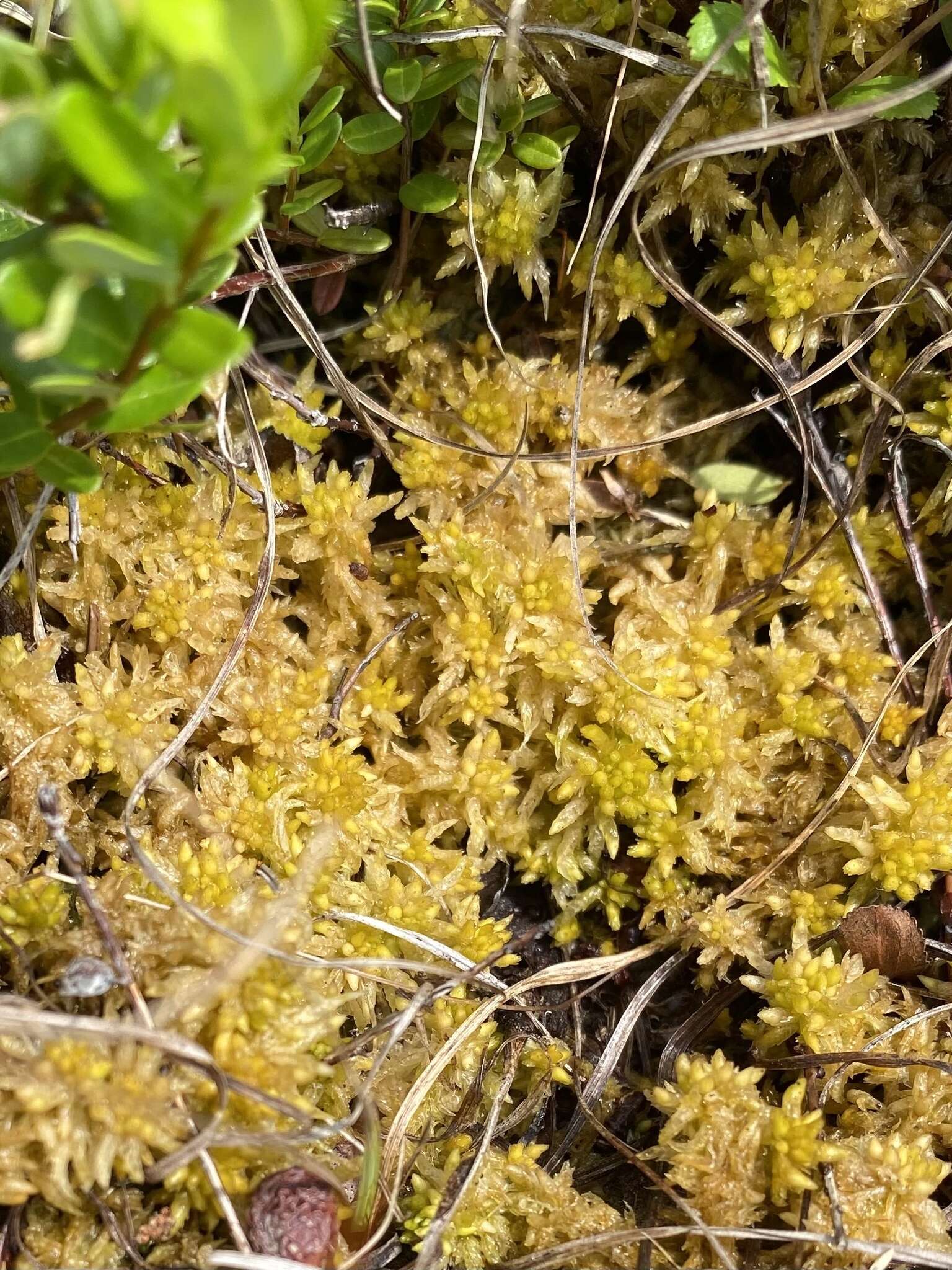 Sphagnum lescurii Sullivant ex A. Gray 1856的圖片