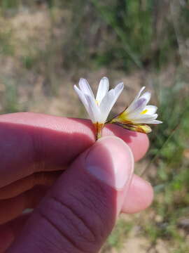 Image of Ixia brunneobractea G. J. Lewis