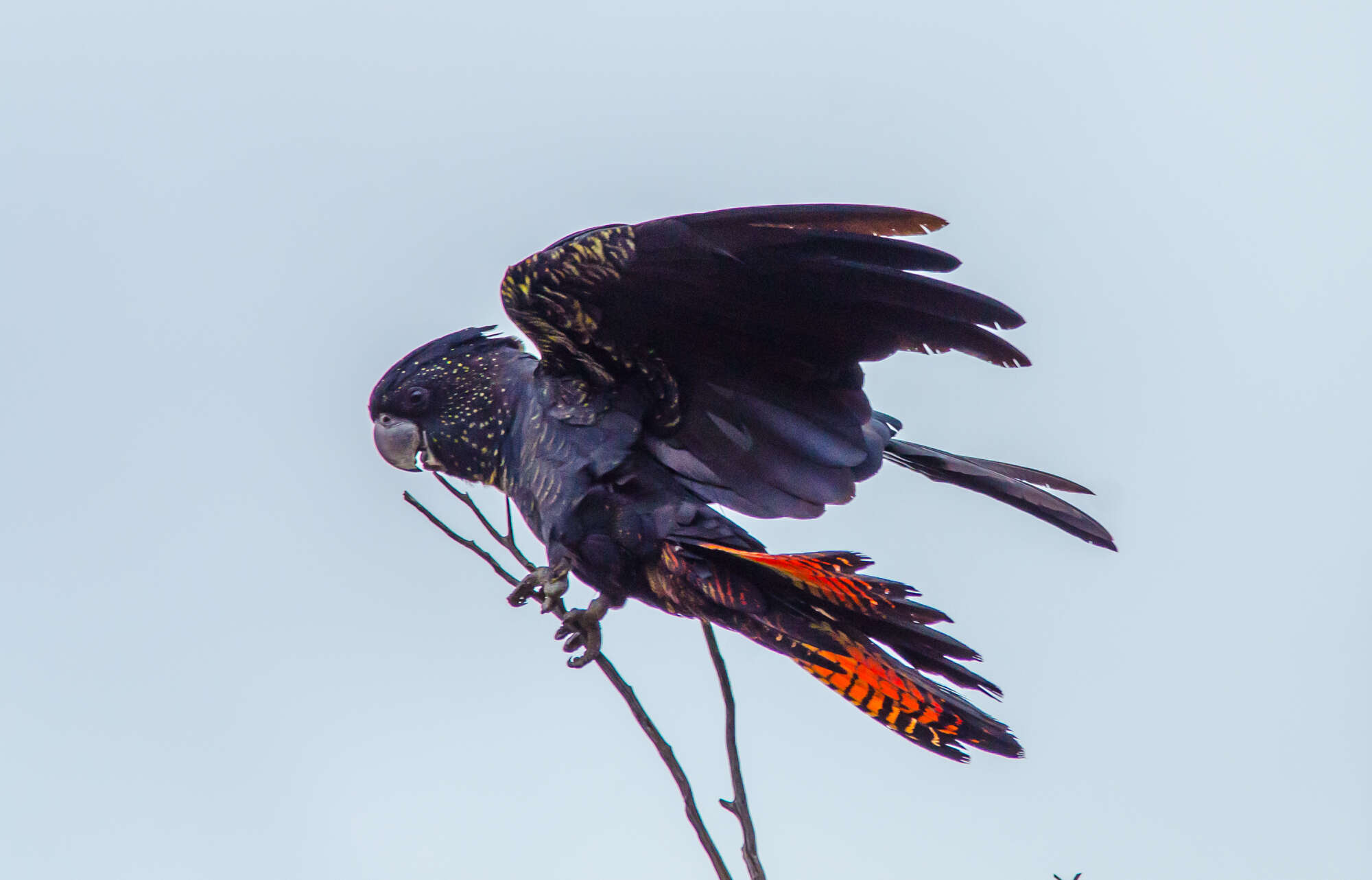 Image of Calyptorhynchus banksii samueli Mathews 1917