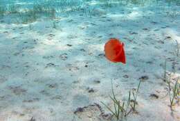 Image of bat-wing sea-slug