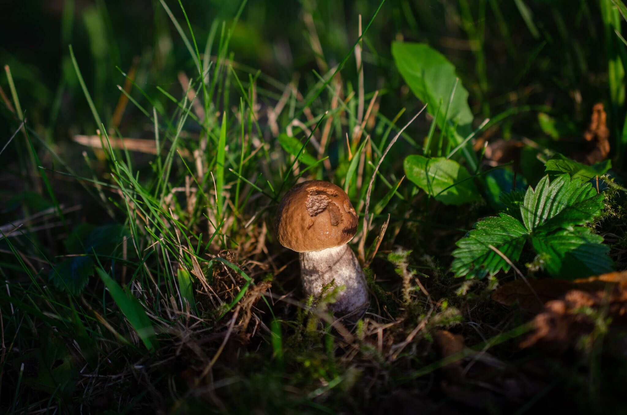 Image of Leccinellum pseudoscabrum (Kallenb.) Mikšík 2017