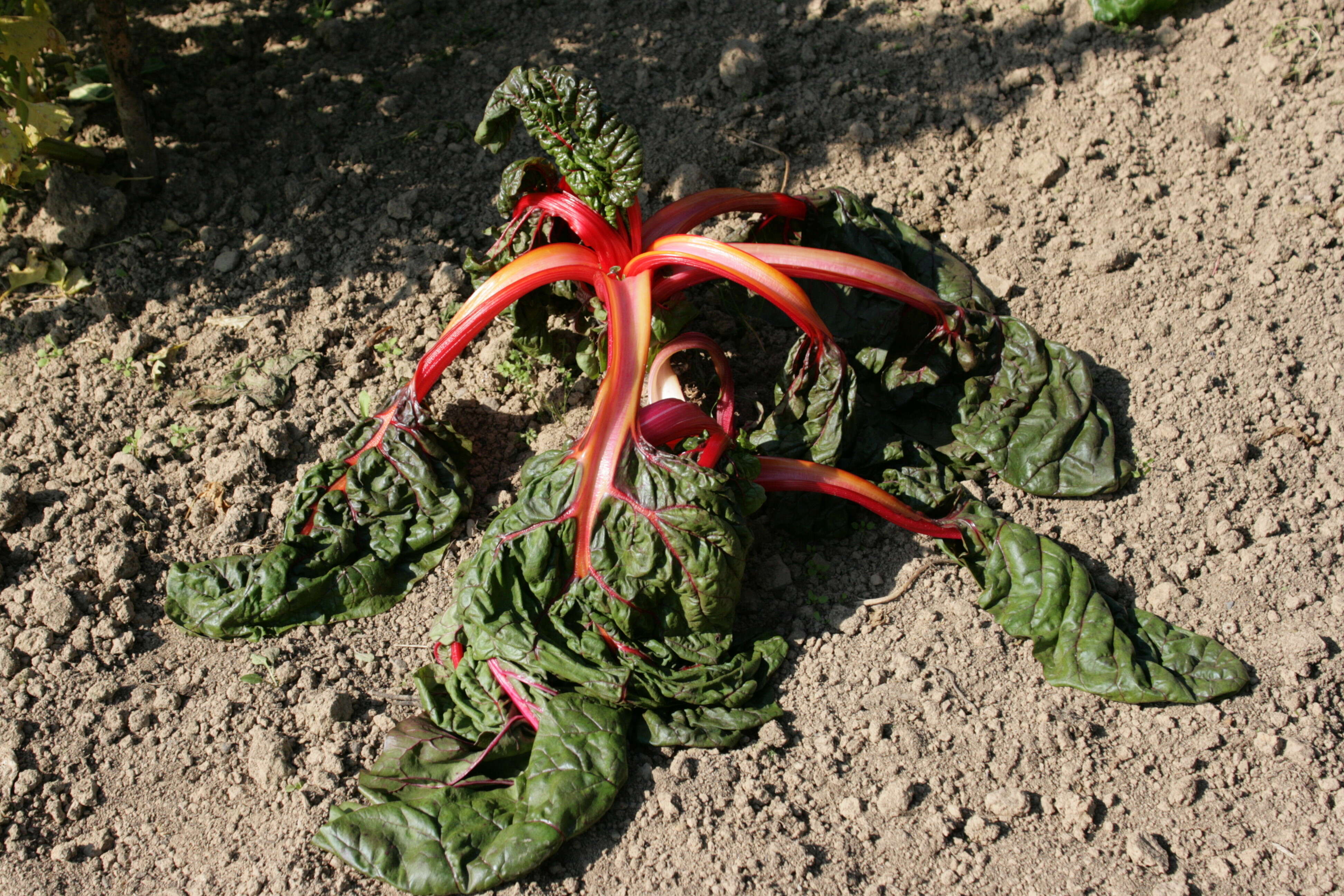 Image of Beta vulgaris subsp. vulgaris Cicla