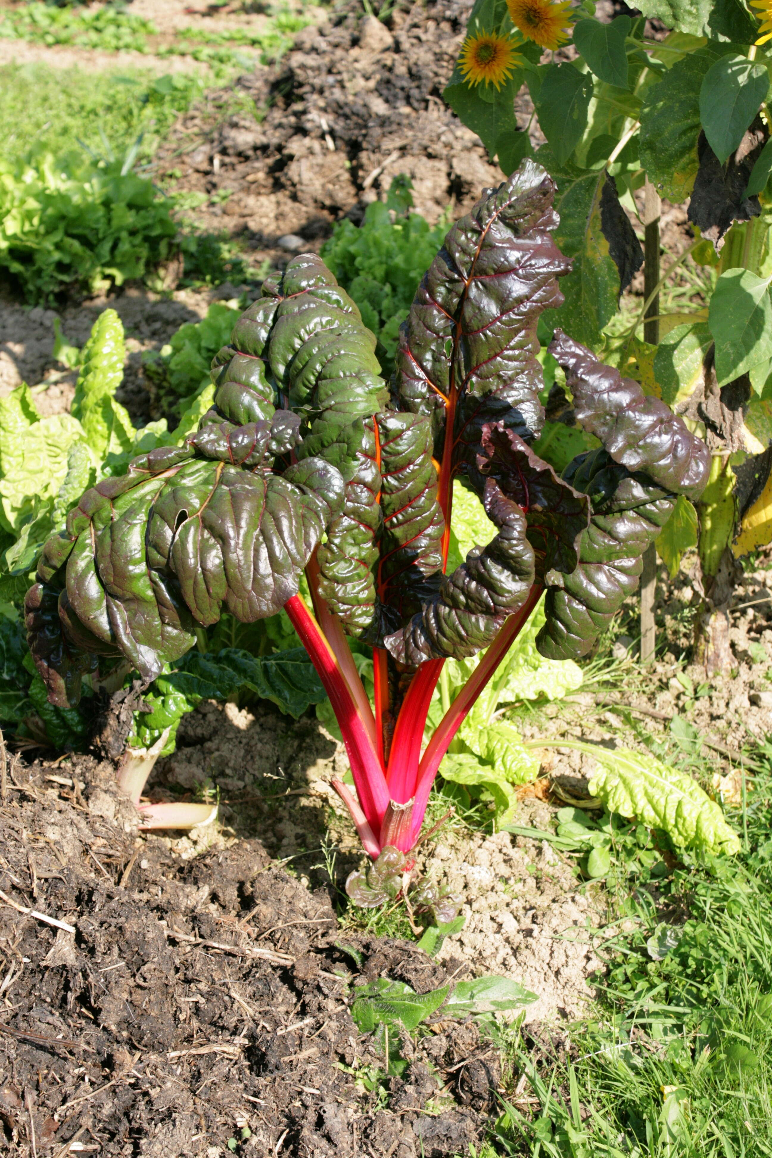 Image of Beta vulgaris subsp. vulgaris Cicla