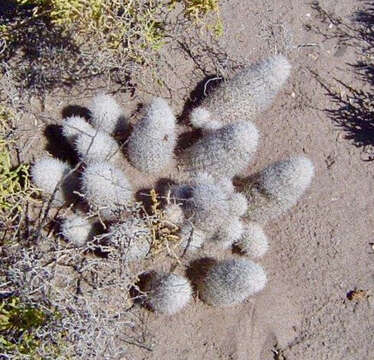 Image of Mammillaria albicans subsp. albicans