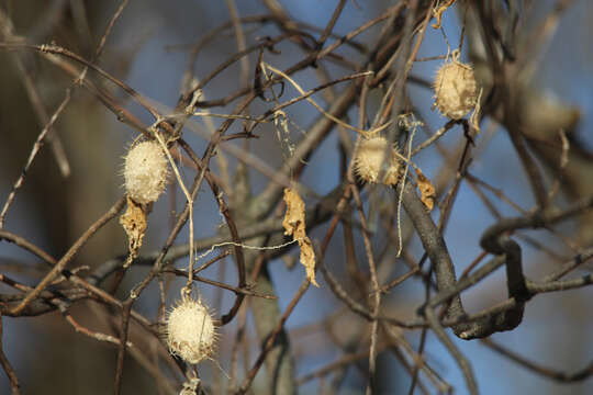 Image of Balsam-apple