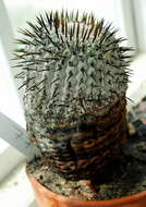 Image of Copiapoa cinerea (Phil.) Britton & Rose