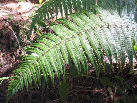 Image of alpine woodfern