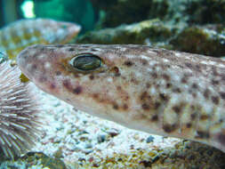 Image of Lesser Spotted Dogfish