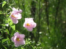 Image of Virginia saltmarsh mallow