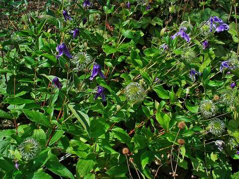 Imagem de Clematis integrifolia L.