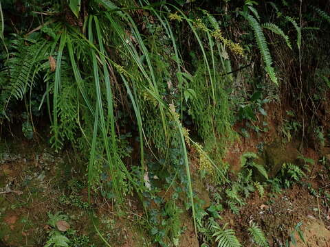 Image of Carex cruciata Wahlenb.