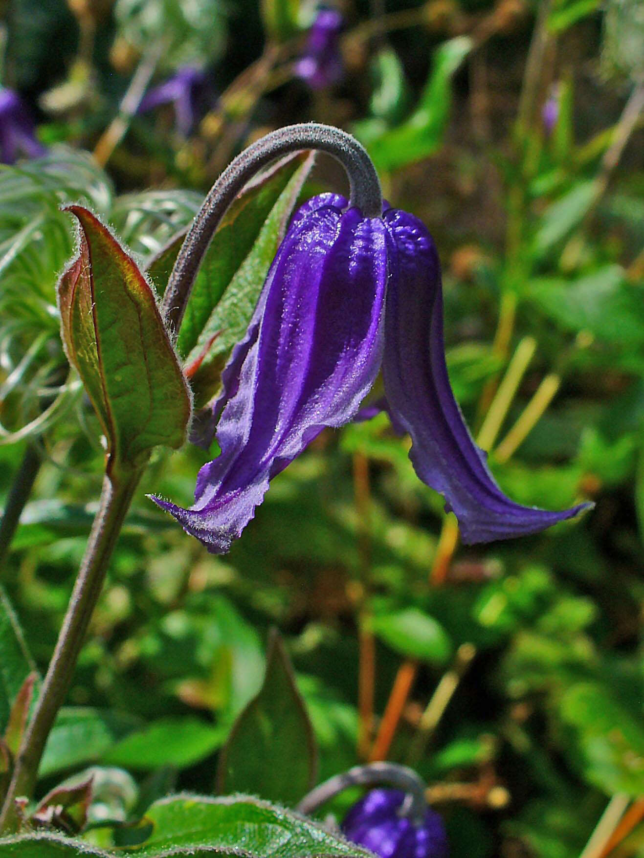 Imagem de Clematis integrifolia L.