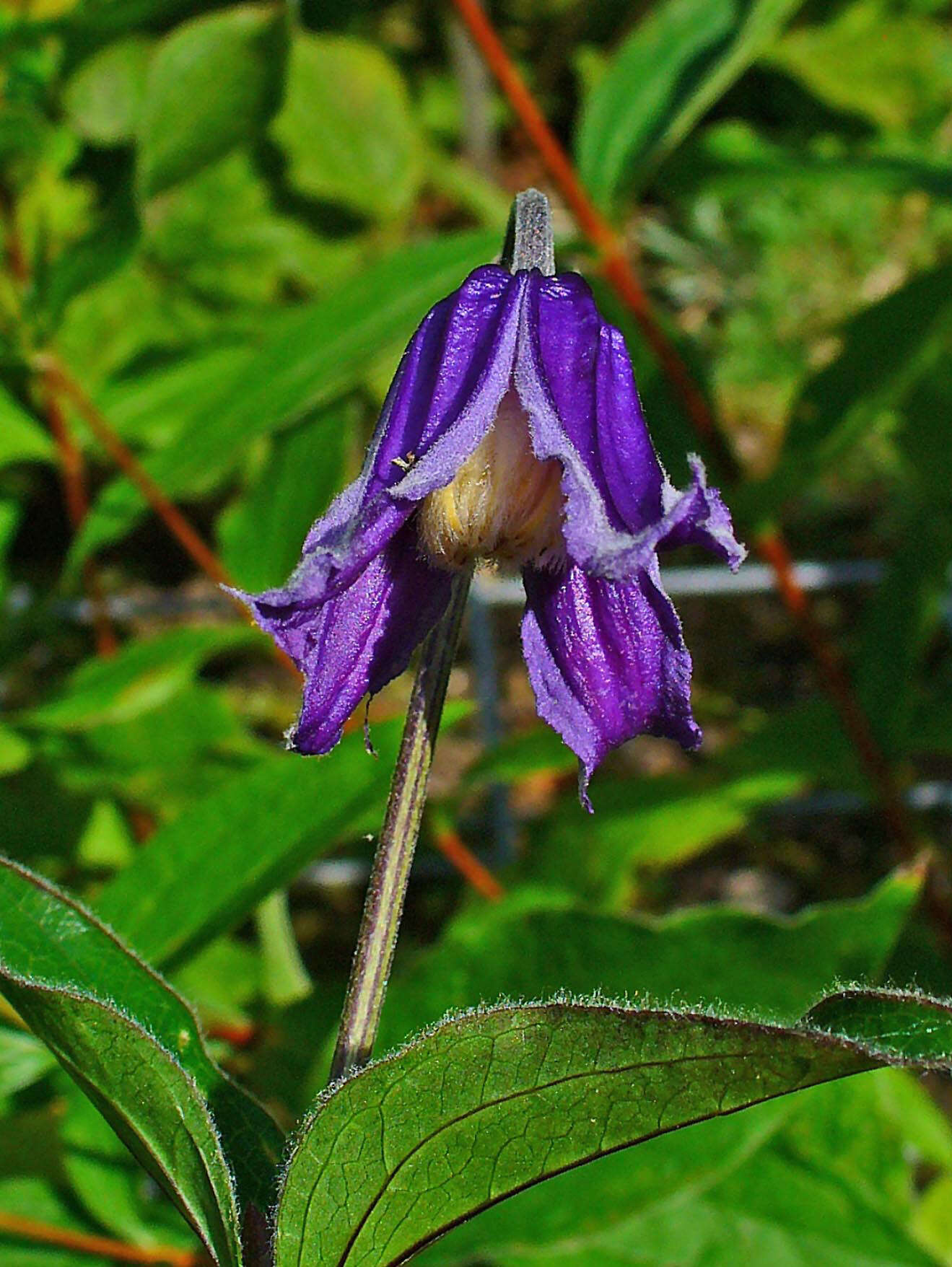 Imagem de Clematis integrifolia L.