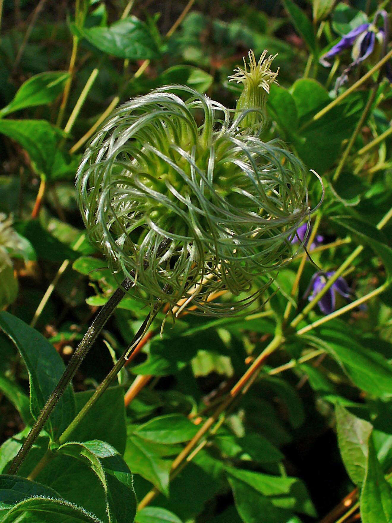 Imagem de Clematis integrifolia L.