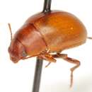 Image of Texaponium triplehorni (Berry 1974)