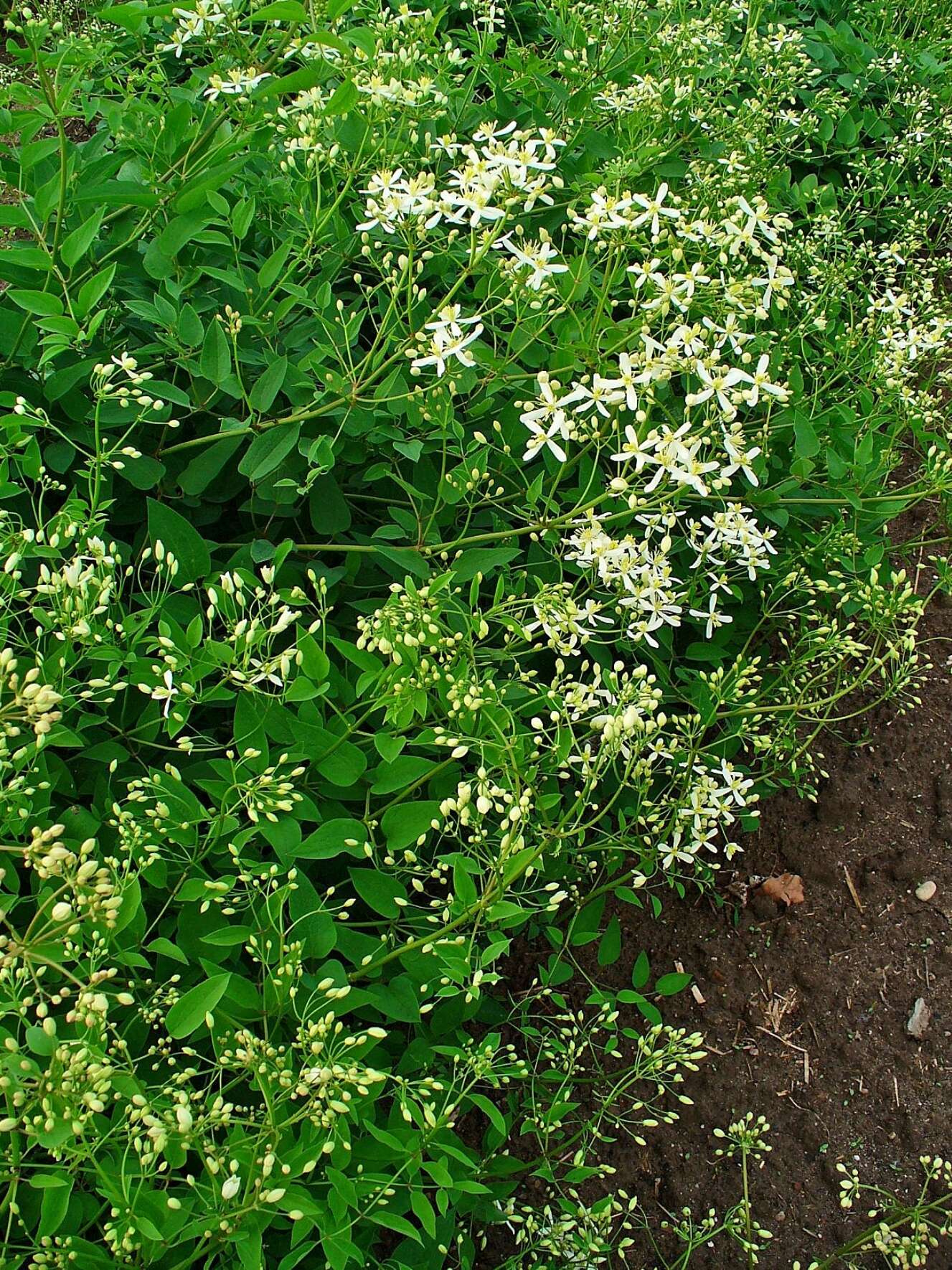 Imagem de Clematis recta L.