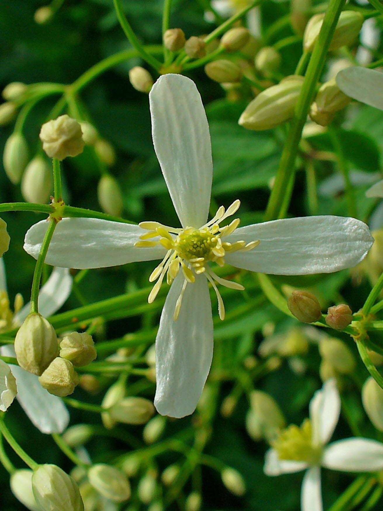 Imagem de Clematis recta L.