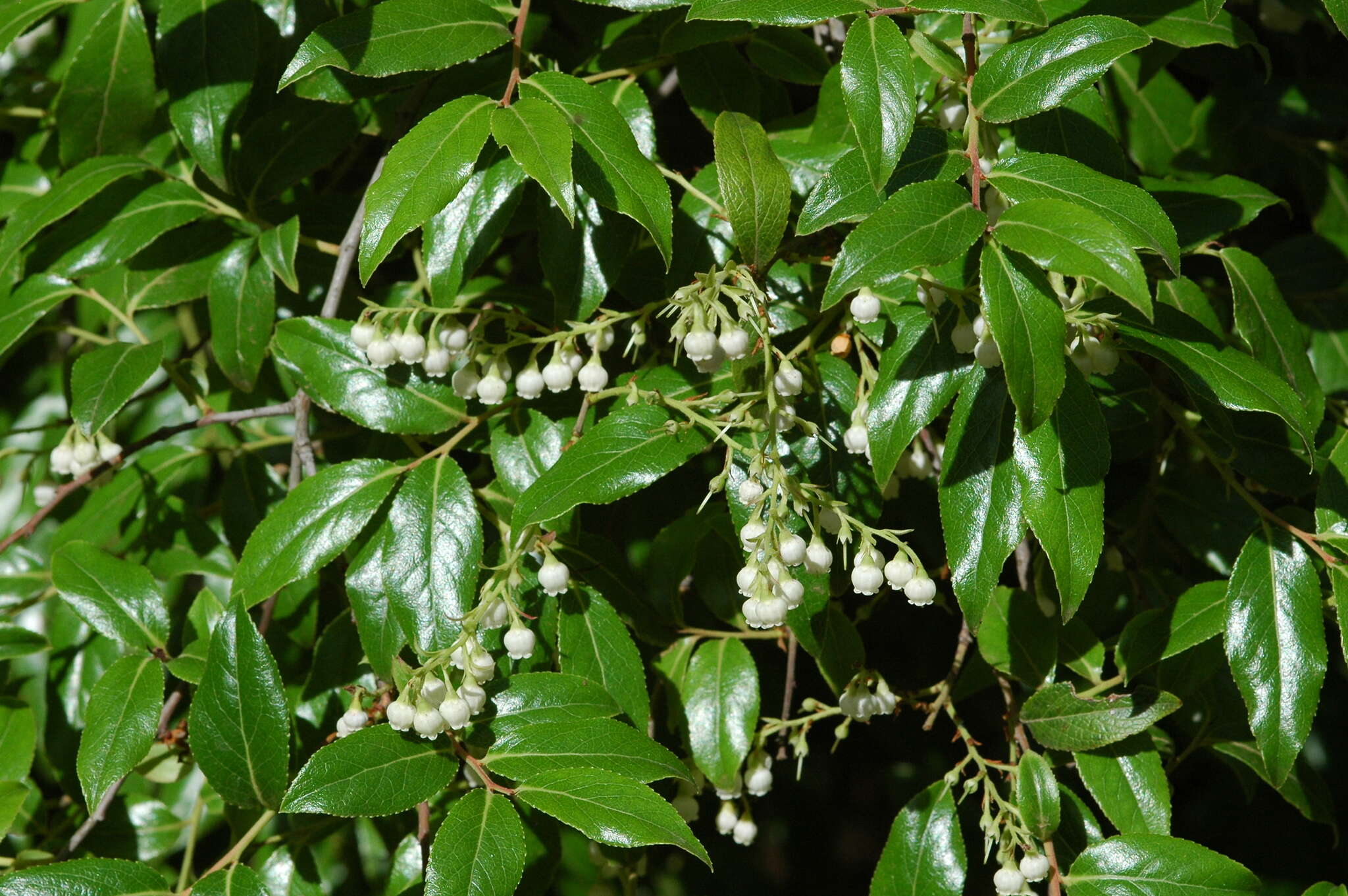 Plancia ëd Vaccinium leucanthum Cham. & Schltdl.