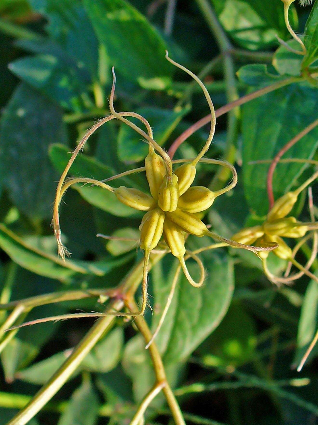 Imagem de Clematis recta L.