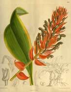 Image of Eria ornata (Blume) Lindl.