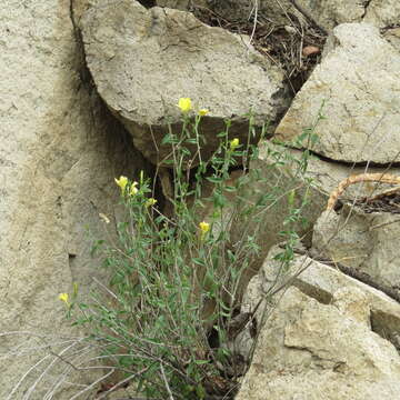 Image of cockroachplant