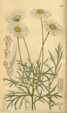 Image of Canary island marguerite