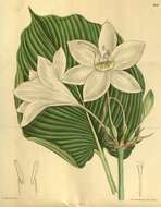 Image of Amazon lily