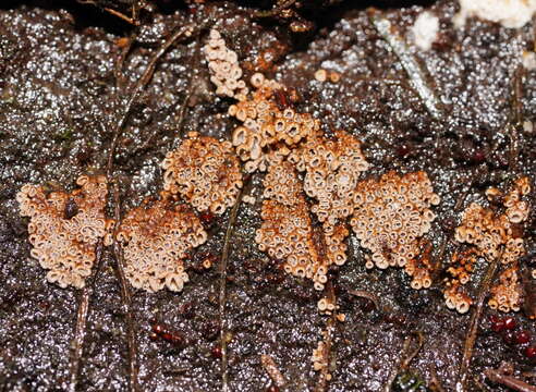 Image of Merismodes fasciculata (Schwein.) Donk 1951