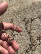 Image de Kallstroemia californica (S. Wats.) Vail