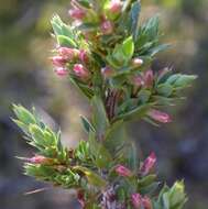 Imagem de Leucopogon attenuatus A. Cunn.