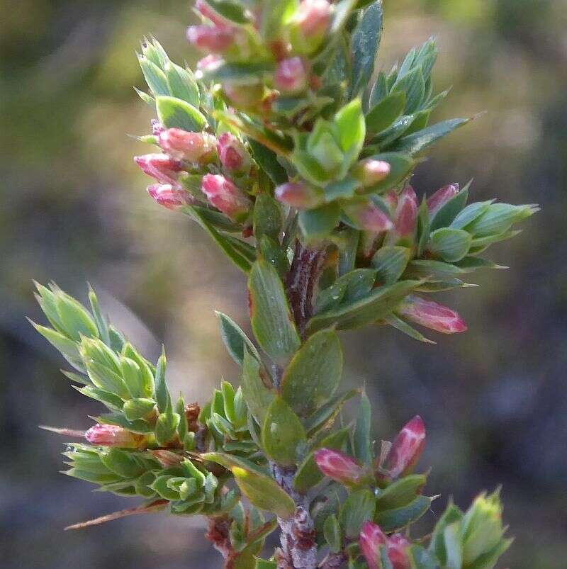 Imagem de Leucopogon attenuatus A. Cunn.