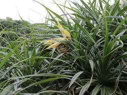 Image of Pandanus odorifer (Forssk.) Kuntze