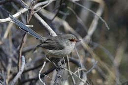 Image of Blue-breasted Fairy-wren