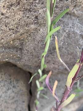 Polygala producta N. E. Br.的圖片