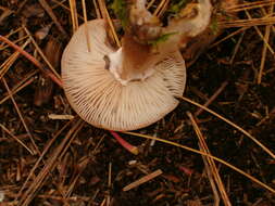 Image of Armillaria gallica Marxm. & Romagn. 1987