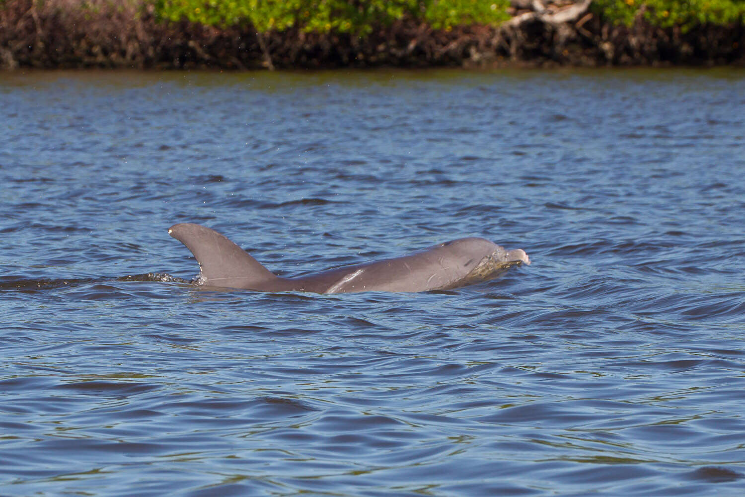 Imagem de Tursiops Gervais 1855