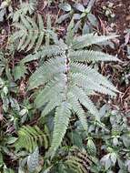 Imagem de Pteris aspericaulis Wall. ex Ag.