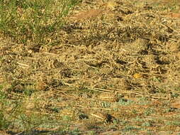 Image of African Wild Cucumber