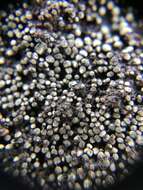 Image of peltula lichen