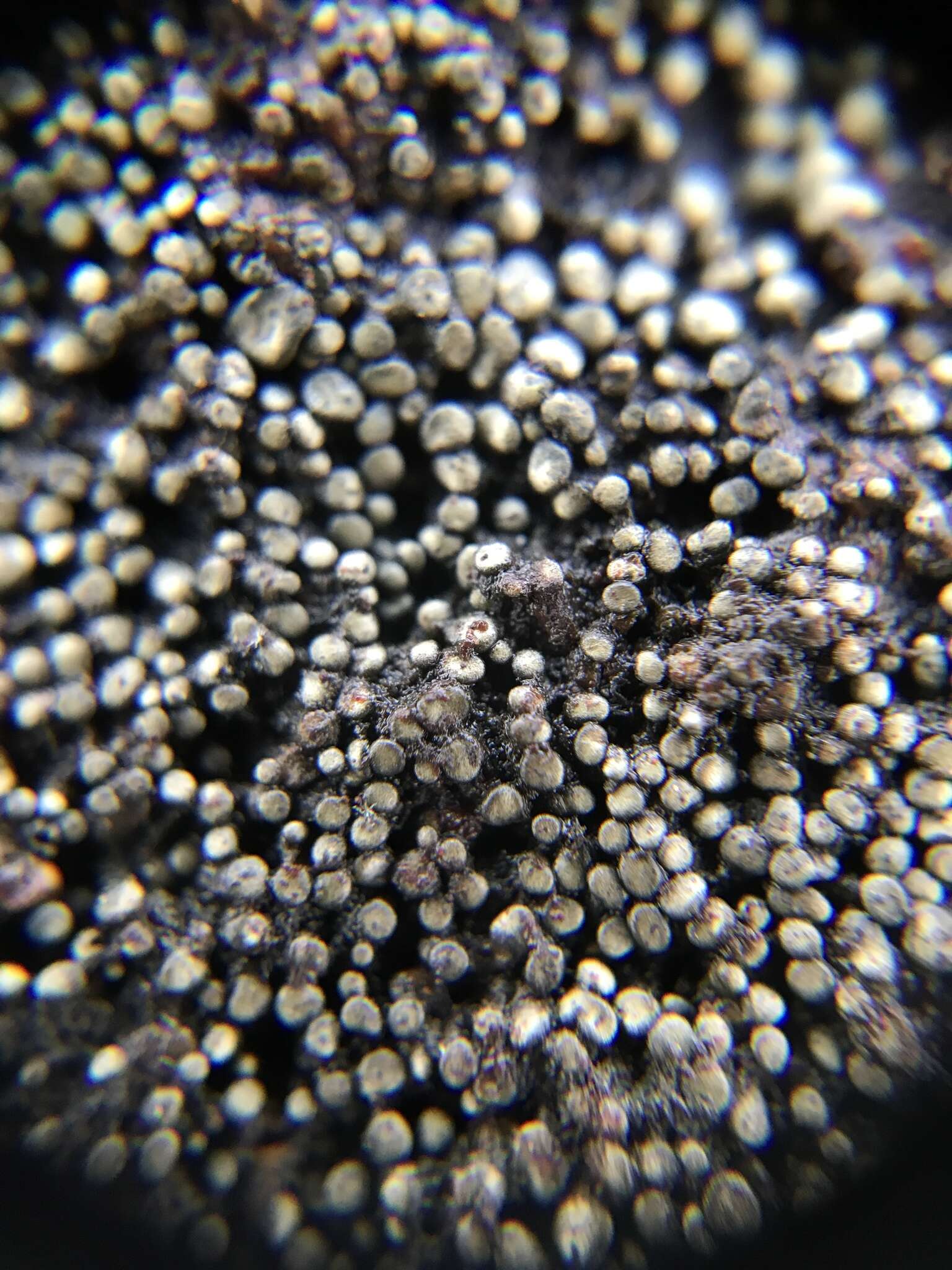 Image of peltula lichen