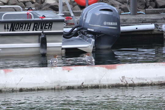 Image of Common Merganser