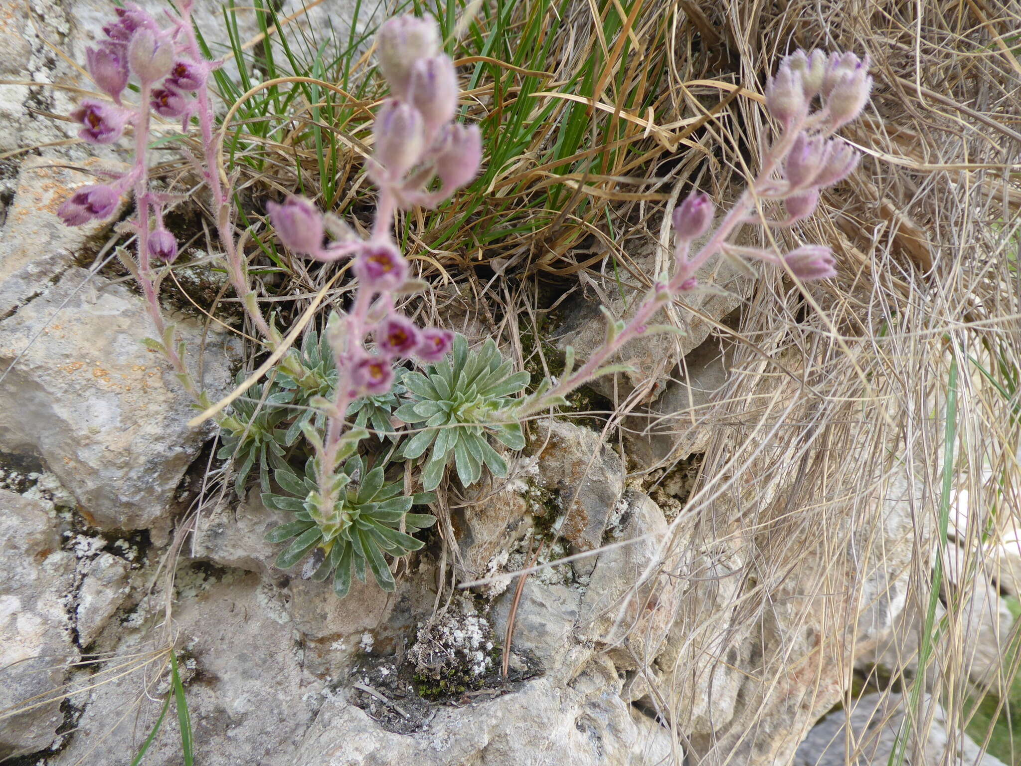 Image of Saxifraga media Gouan