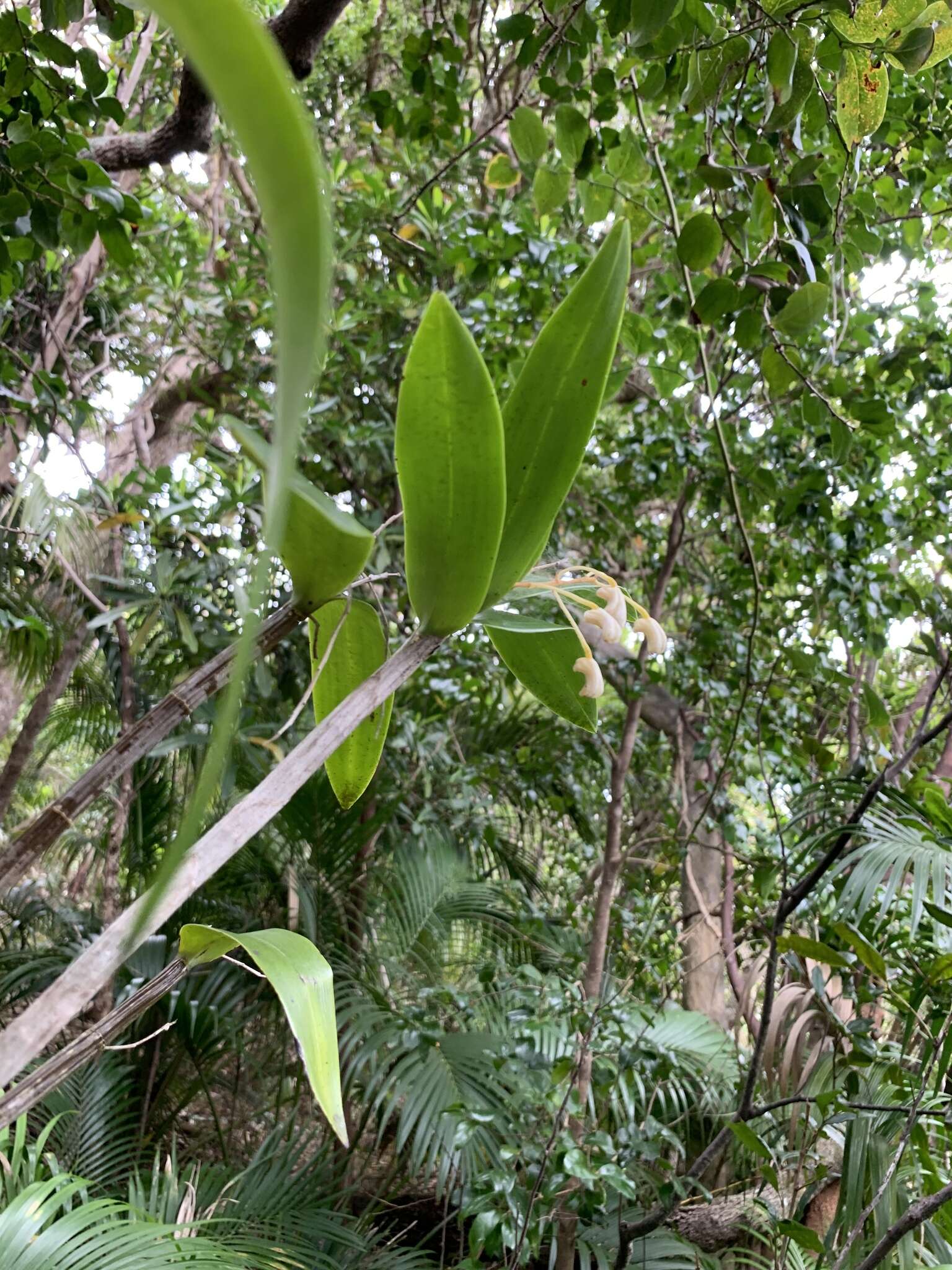 Image of Dendrobium gracilicaule var. howeanum Maiden