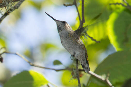 Image of Calypte Gould 1856