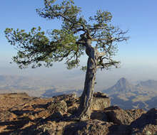 Pinus cembroides Zucc. resmi