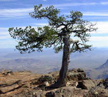 Pinus cembroides Zucc. resmi