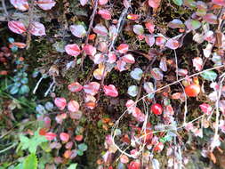 صورة Cotoneaster apiculatus Rehd. & E. H. Wilson