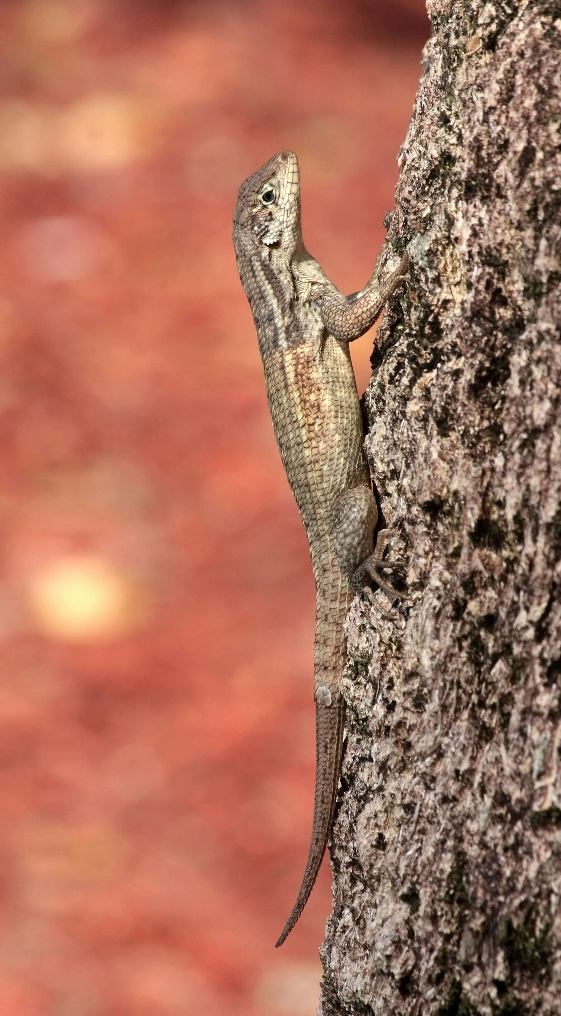 صورة Leiocephalus carinatus Gray 1827