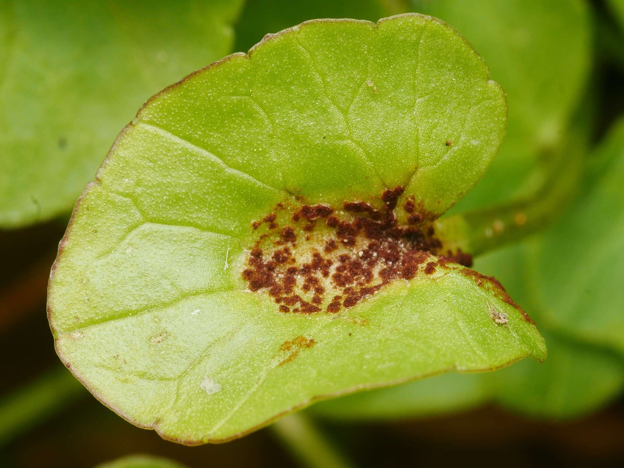 Uromyces ficariae (Schumach.) Lév. 1860 resmi