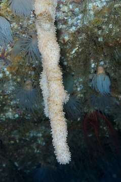 Image of Dead man’s fingers